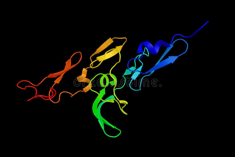 Fibrillin, a glycoprotein which is essential for the formation of elastic fibers found in connective tissue. Secreted into the extracellular matrix. 3d rendering. Fibrillin, a glycoprotein which is essential for the formation of elastic fibers found in connective tissue. Secreted into the extracellular matrix. 3d rendering.