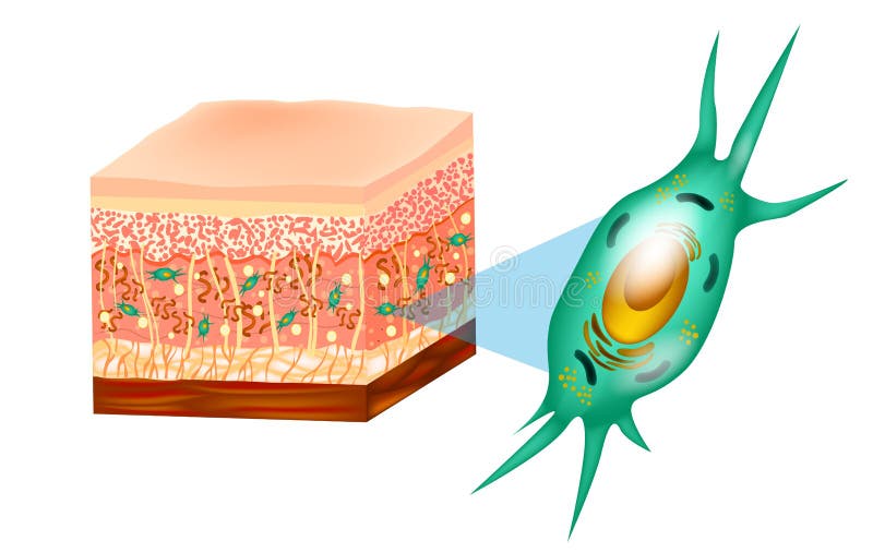 Fibroblast i skóry struktura ilustracji Fibroblast i skóry struktura ilustracji