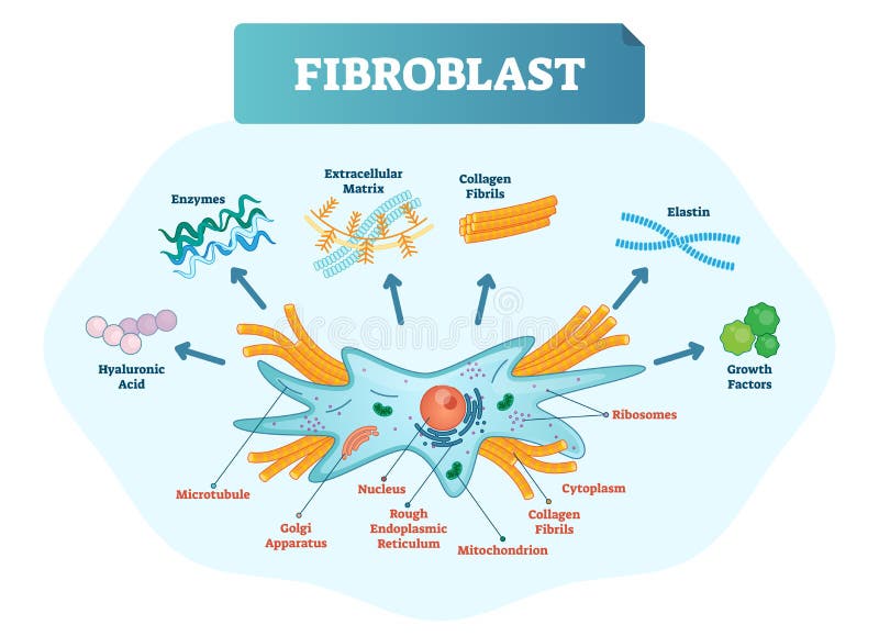 Fibroblast vector illustration. Scheme with extracellular, elastin, hyaluronic acid, microtubule, golgi apparatus and ribosomes.
