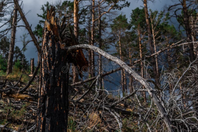 Fibrous red splintered black soot trunk of tree stump after fire. Dry branches. Baikal pine