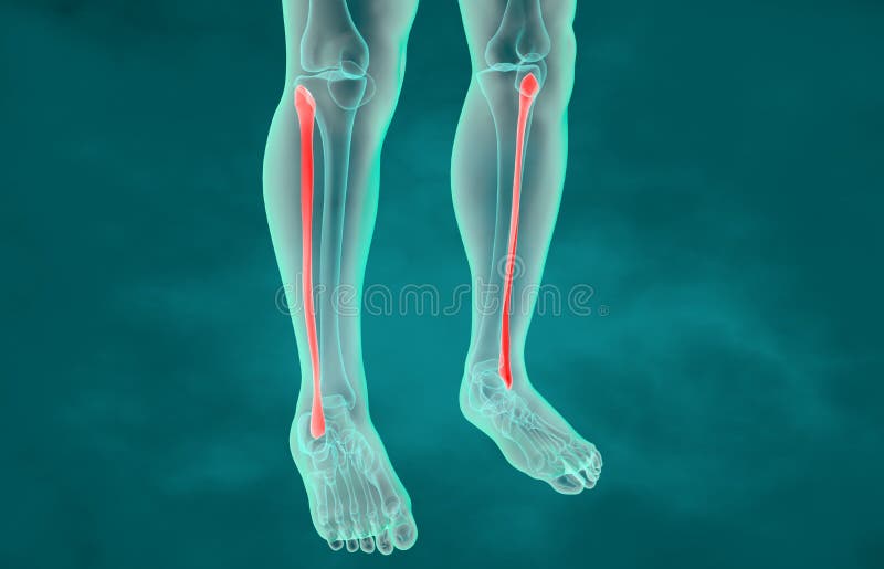 Fibula Bone Anatomy Bone and Spine Anatomy 3d Illustration Stock