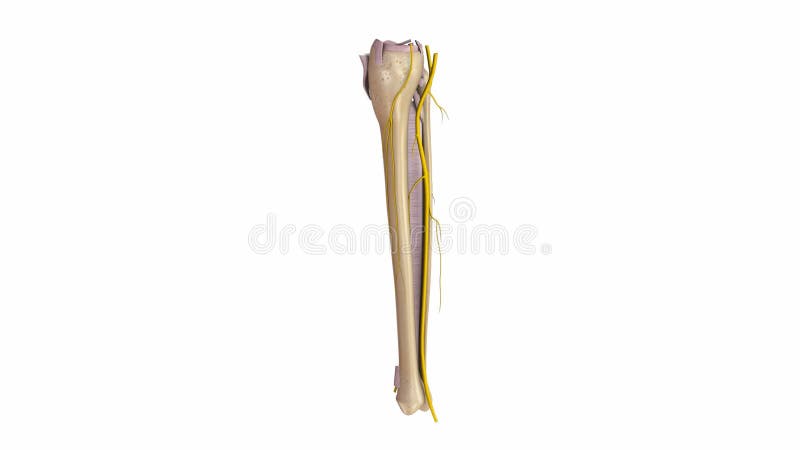 Fibula And Tibia With Ligaments And Nerves Stock Video Video Of Veins Fibular 88169855