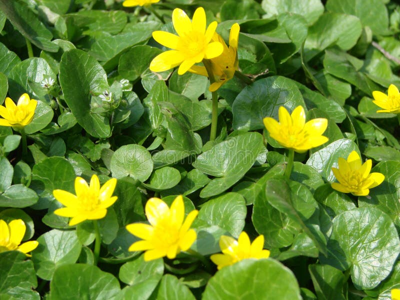 Ficaria verna, commonly known as lesser celandine or pilewort, is a perennial flowering plant in the buttercup family