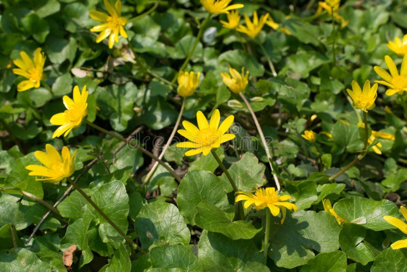 Ficaria verna, lesser celandine, pilewort or ranunculus ficaria