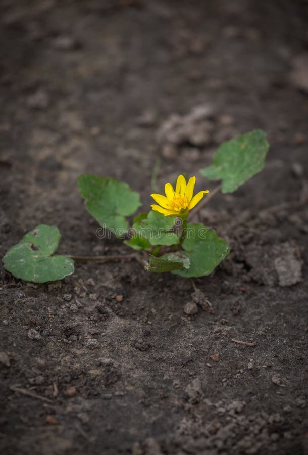 Ficaria verna, Ranunculus ficaria commonly known as lesser celandine or pilewort. Sprout of yellow flower on cracked