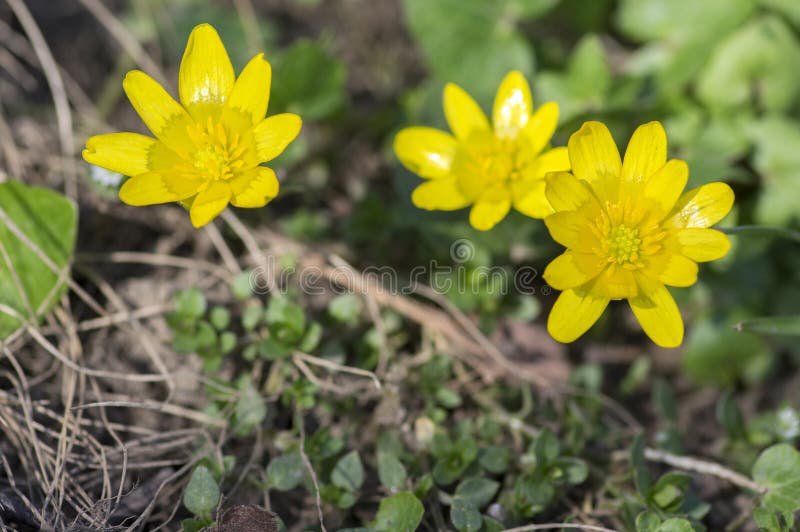 Ficaria verna wild plant flowering in forests during springtime, groundcover creeping yellow flowers in bloom