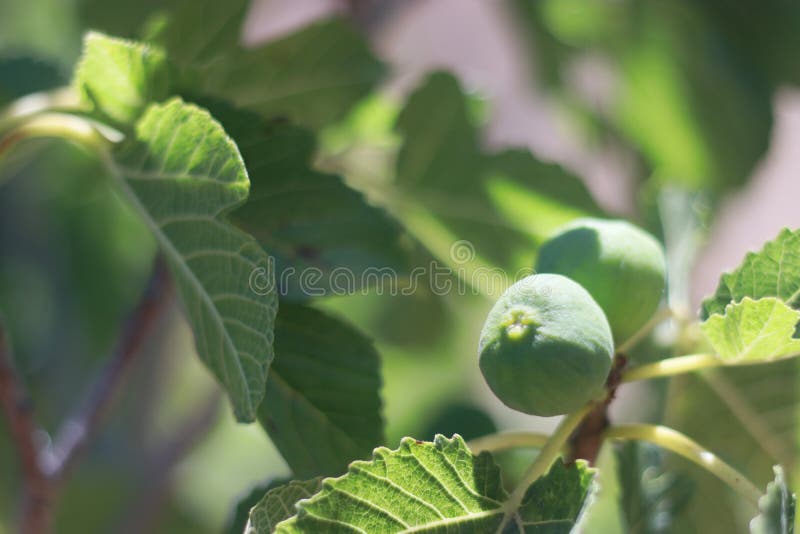 Fichi sul ramo di un fico immagini stock libere da diritti Fichi sul ramo di un fico immagini stock libere da diritti