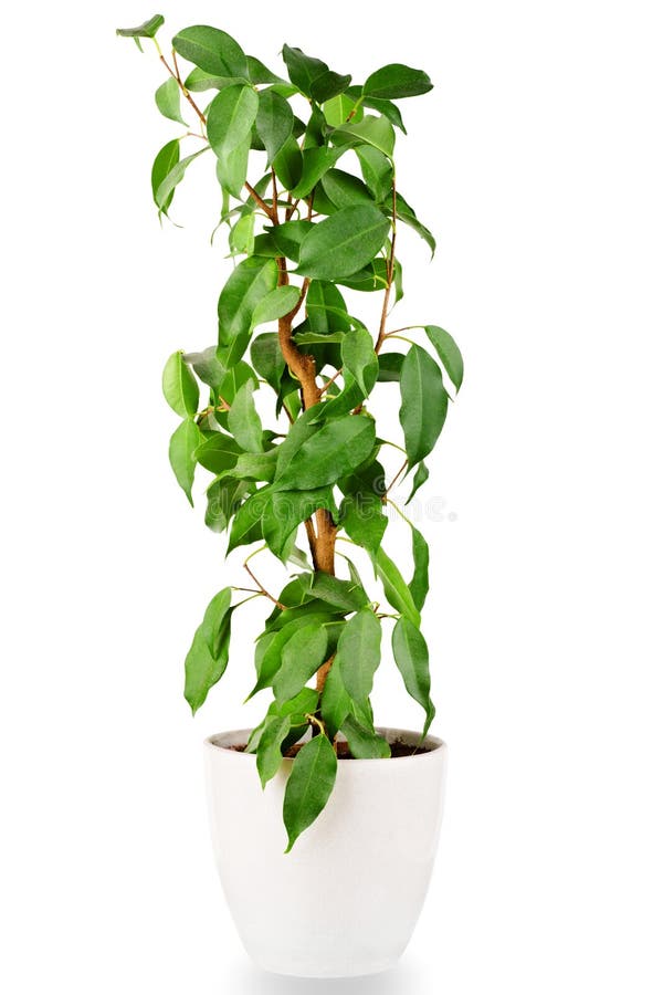ficus стоковое изображение rf ficus стоковое изображение rf