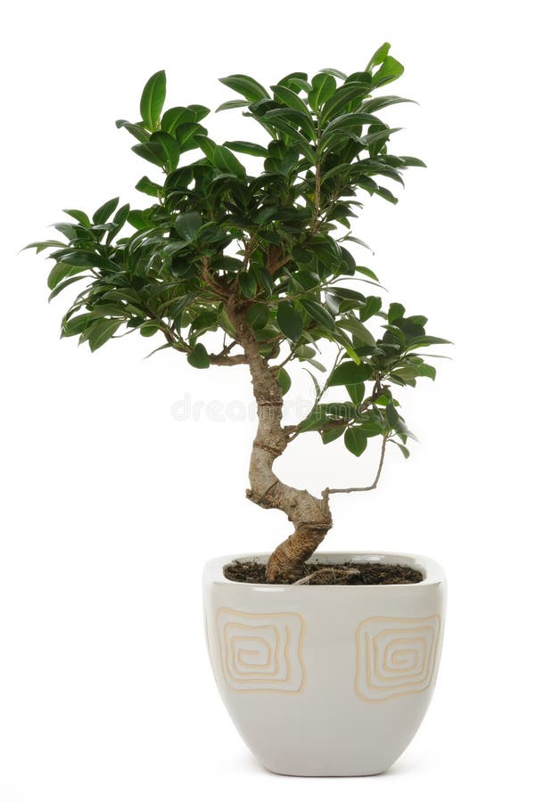 ficus стоковое фото ficus стоковое фото