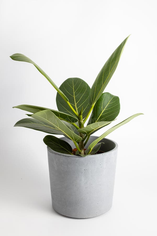 Ficus Altissima Variegated Benghalensis Beautiful Leaf on White ...