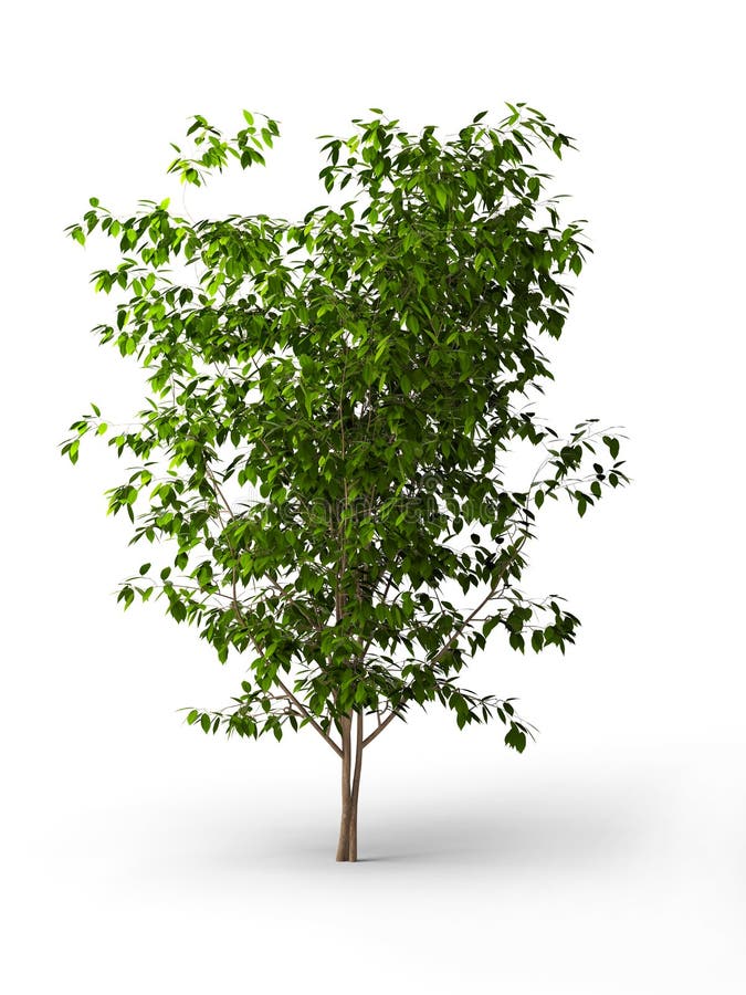 Ficus benjamina. Java-Baum getrennt stock abbildung Ficus benjamina. Java-Baum getrennt stock abbildung