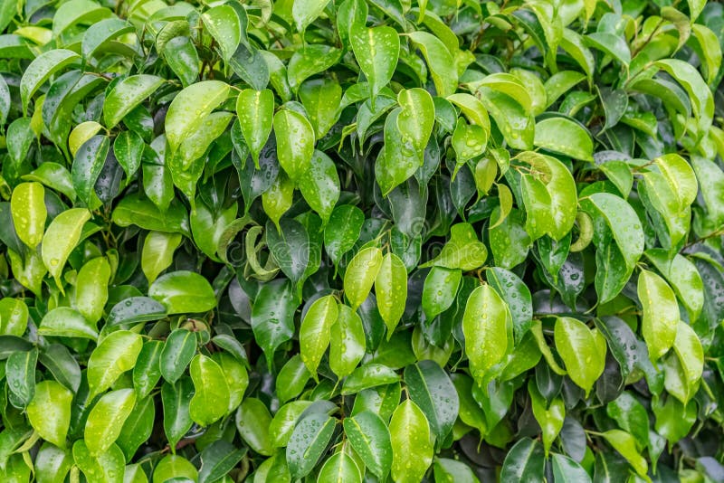 Indian garden tree ficus benjamina shurub leaves close view with water droplets after rain fall in rainy season.