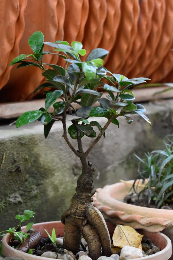 Ficus bonsai plant in pot stock image. Image of grass 205790913