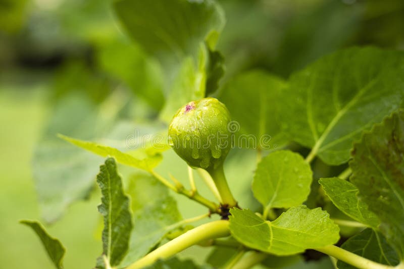 Ficus Carica Fig Fruit Ripening on the Tree with Water Drops Stock