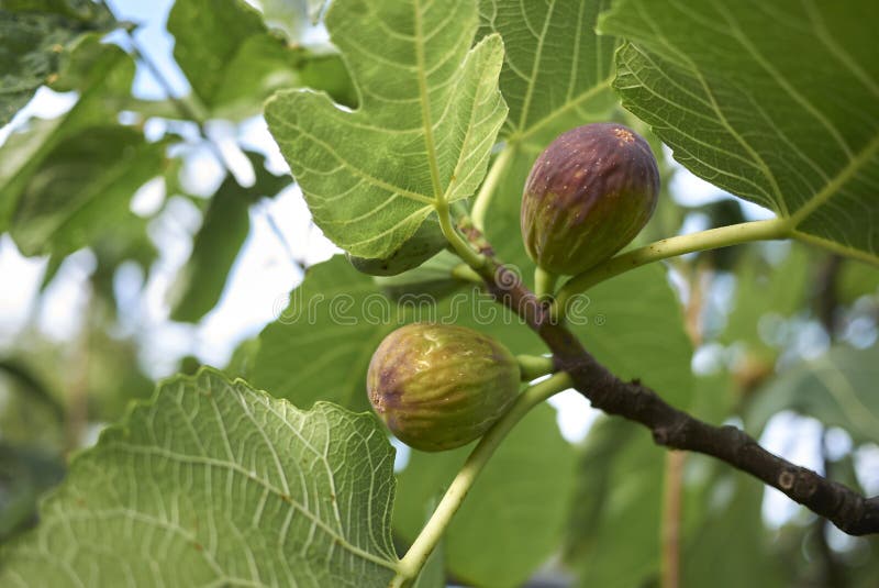 Fresh figs of Ficus carica tree