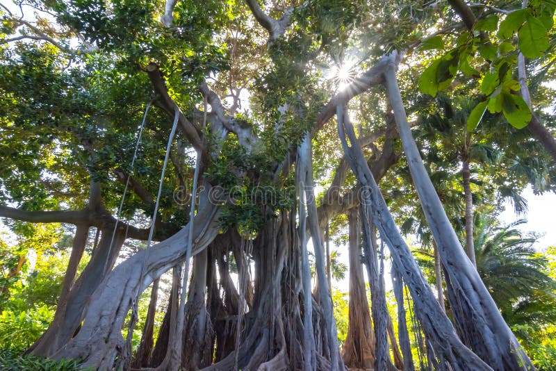 Ficus drzewo w ogródzie botanicznym w Puerto De La Cruz, Tenerife, wyspy kanaryjska, Hiszpania fotografia royalty free Ficus drzewo w ogródzie botanicznym w Puerto De La Cruz, Tenerife, wyspy kanaryjska, Hiszpania fotografia royalty free
