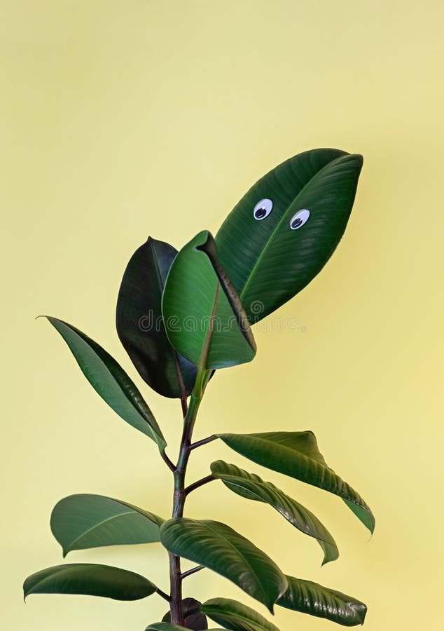 Ficus elastan tree ... di gomma elastica su fondo giallo Occhi sporchi sulle foglie fotografia stock libera da diritti Ficus elastan tree ... di gomma elastica su fondo giallo Occhi sporchi sulle foglie fotografia stock libera da diritti