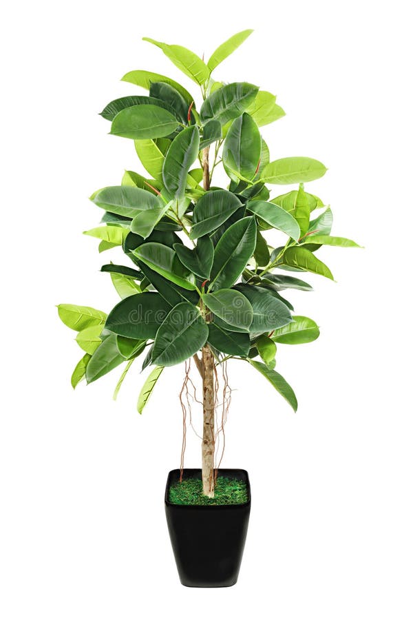 Ficus elastica w czarnym flowerpot na bielu (Indiański Gumowy Bush) zdjęcia stock Ficus elastica w czarnym flowerpot na bielu (Indiański Gumowy Bush) zdjęcia stock