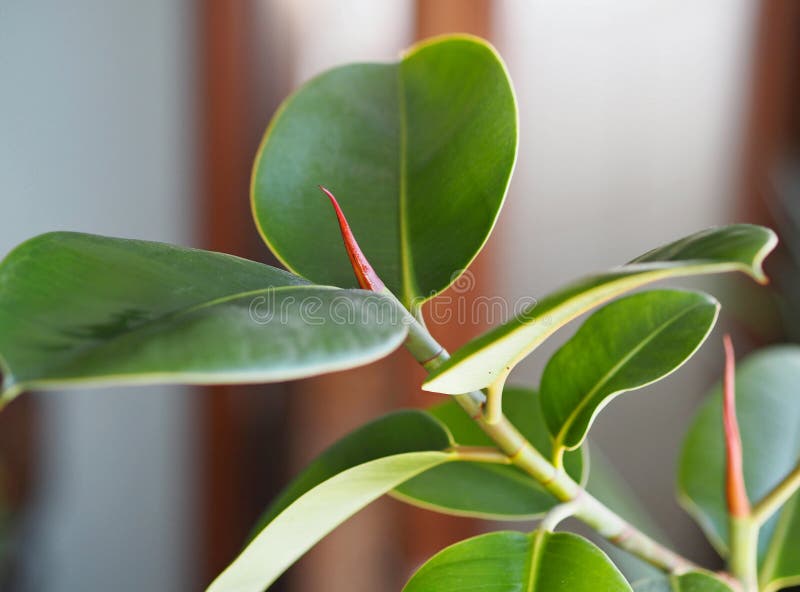 The Ficus House Plant Grows on the Window in the Winter in a Private