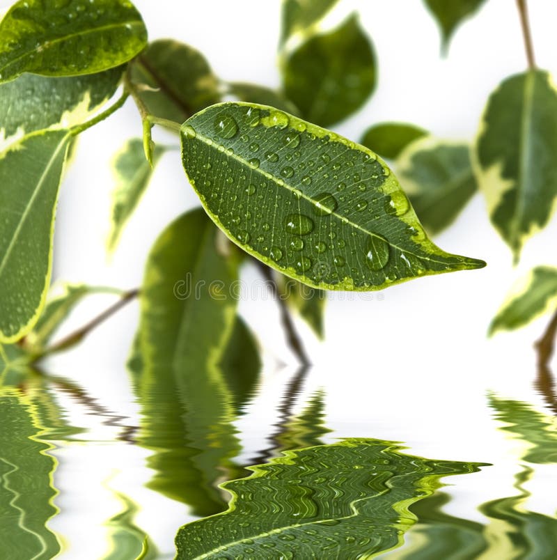 Ficus leaf background