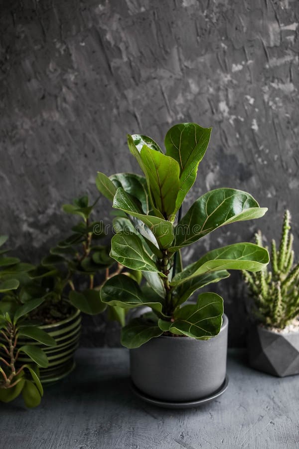 Ficus lyrata juveniles in a ceramic pot on a gray background