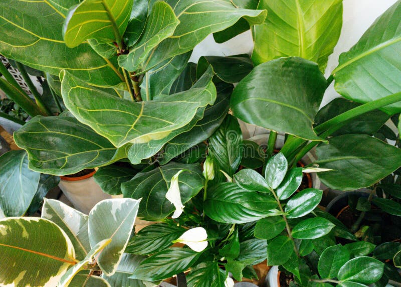 Grande Planta Verde Em Vaso No Chão De Madeira Em Sala De Estar Escura.  Decoração Da Selva Urbana. Plantas Domésticas. Plantas Mod Imagem de Stock  - Imagem de figo, violino: 215665015