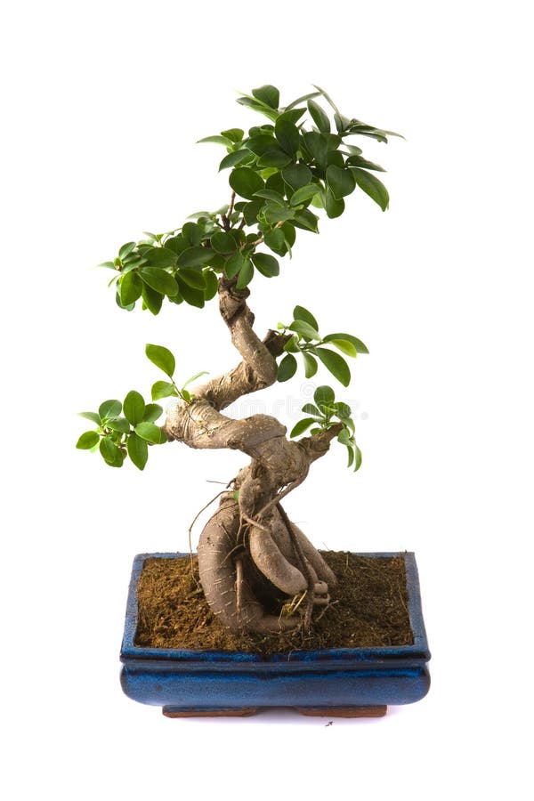 Ficus microcarpa (bonsai) stock image. Image of ficus 3603995