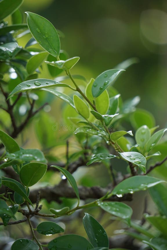 Ficus Microcarpa Malacocarpa Chinesischer Banyan Malayan Indianischer ...