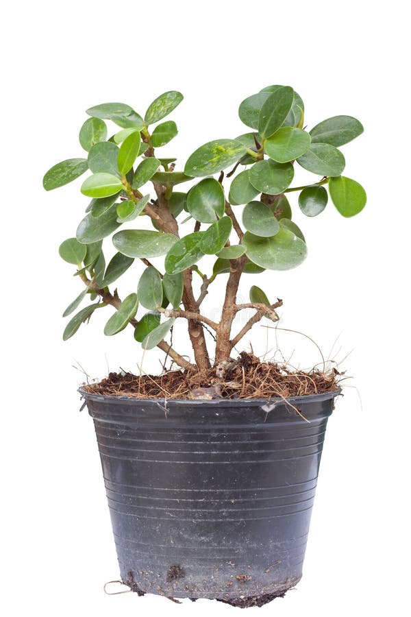 Ficus microcarpa w plastikowym garnku pył na liściach odizolowywających na białym tle obrazy stock Ficus microcarpa w plastikowym garnku pył na liściach odizolowywających na białym tle obrazy stock