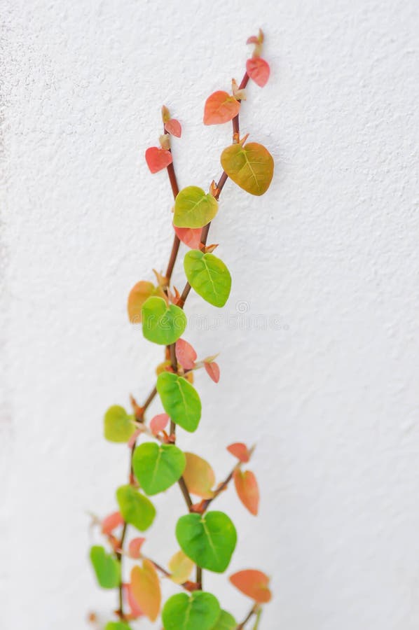 Ficus Pumila or Climbing Fig ,Ficus Pumila L or Creeping Fig or ...