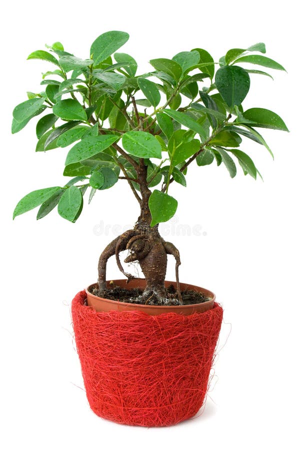 Ficus in a red-brown pot isolated