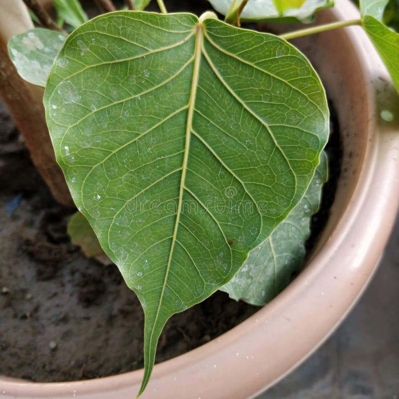 Ficus Religiosa or Sacred Fig, Bodhi Tree, Ashwattha Tree Stock Image