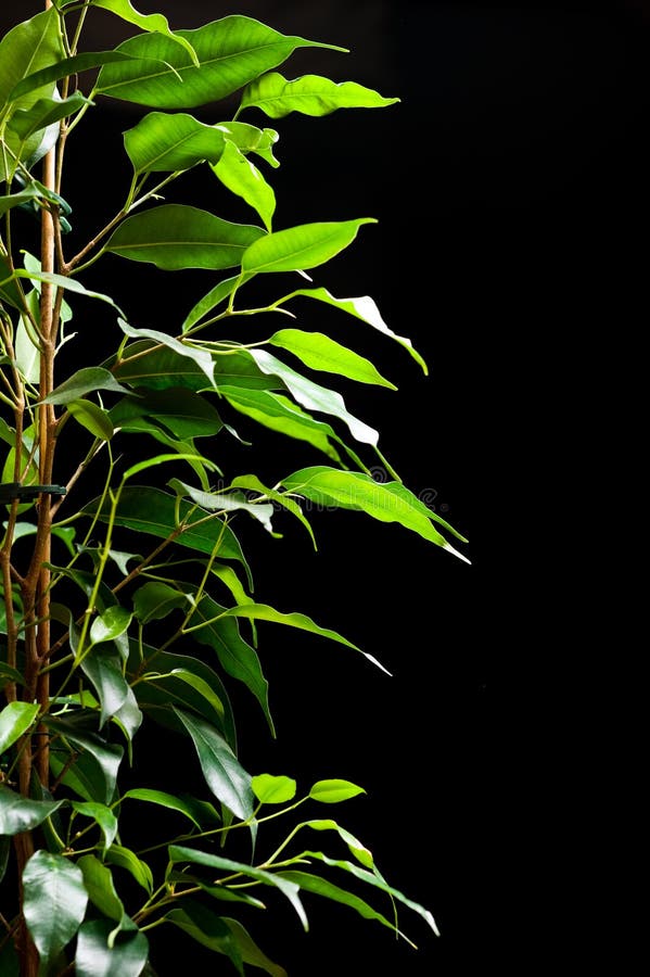 Ficus tree stock photo