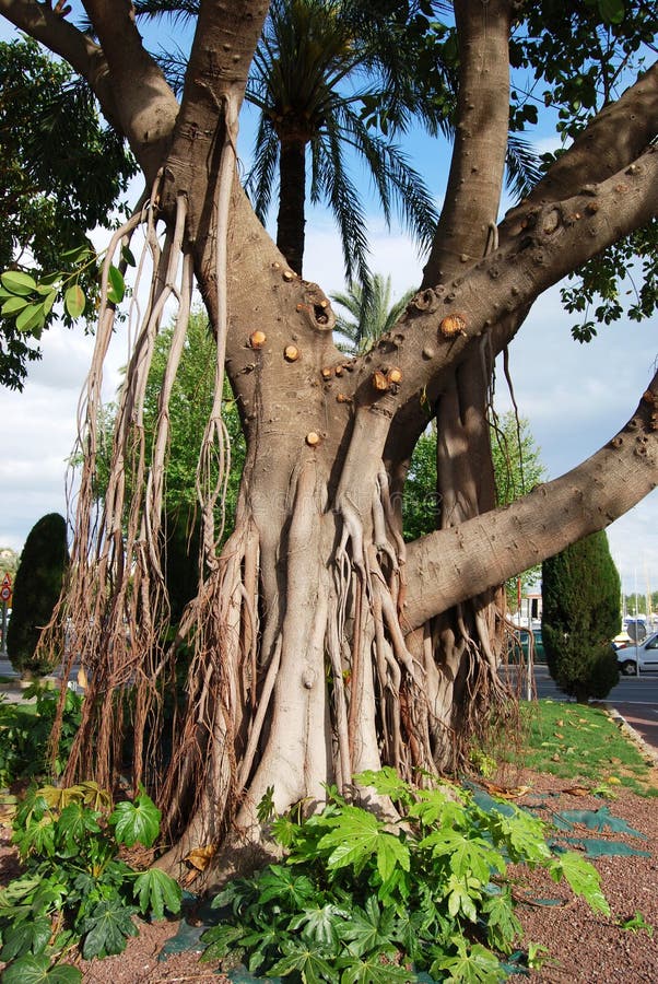 Ficus tree stock photography