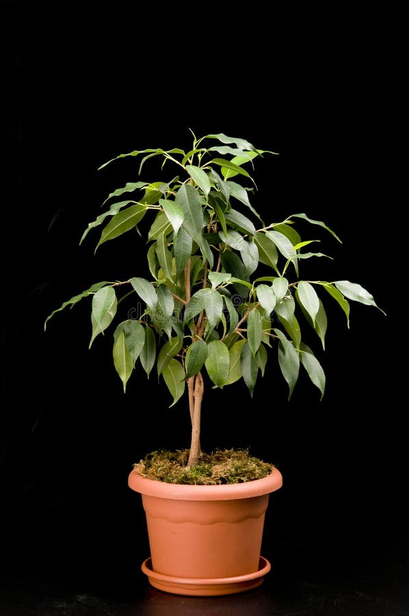 Ficus tree in a flower pot stock images