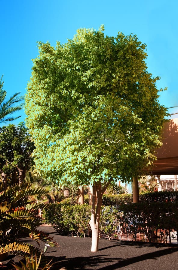 Ficus tree in a garden royalty free stock photo