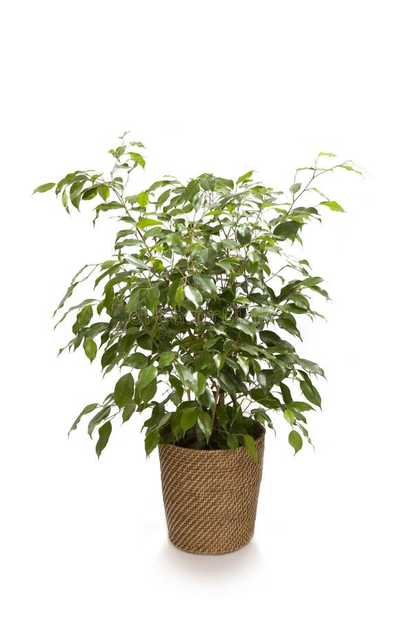 Ficus tree royalty free stock image