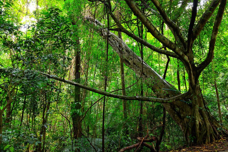 Ficus tree and lianas in rainy season royalty free stock photos