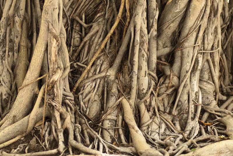 Ficus Tree Roots in Cambodia royalty free stock image