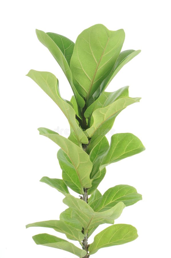 Fiddle Leaf Fig Tree, Green Leaves Isolated on White Background
