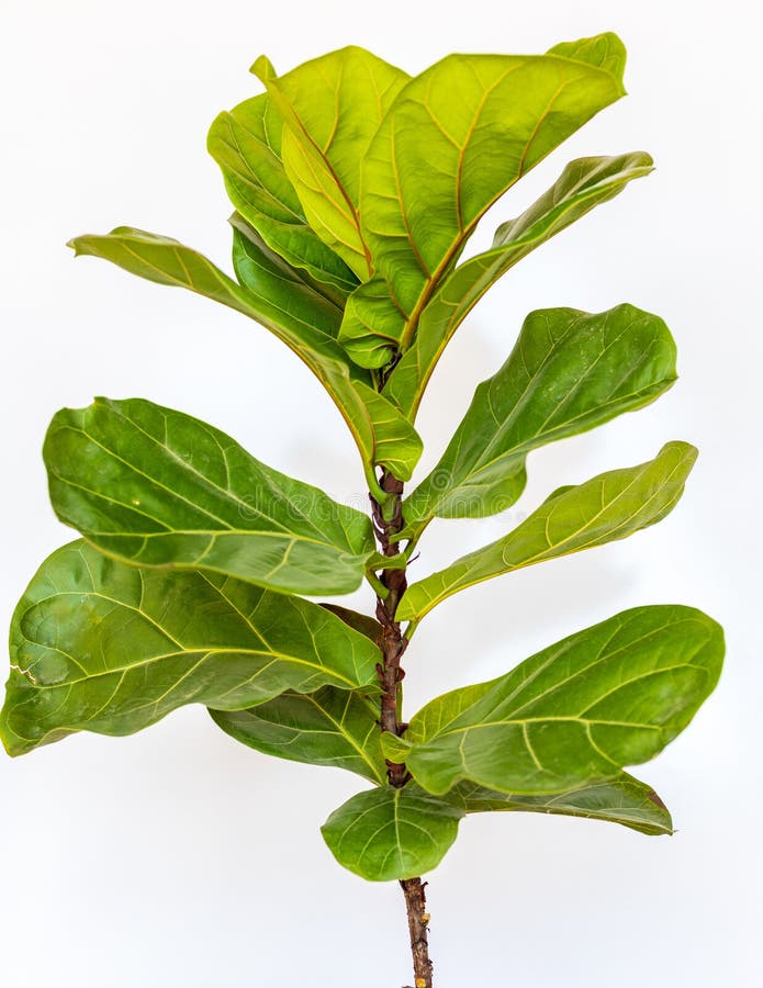 Fiddle Leaf Fig Tree Top View Isolated on White Background Stock Photo Image of fresh