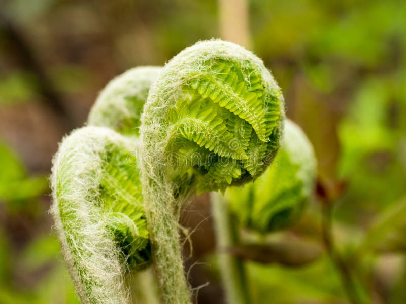 Christmas Fern Fiddleheads Fotos de stock Fotos libres de regalías de