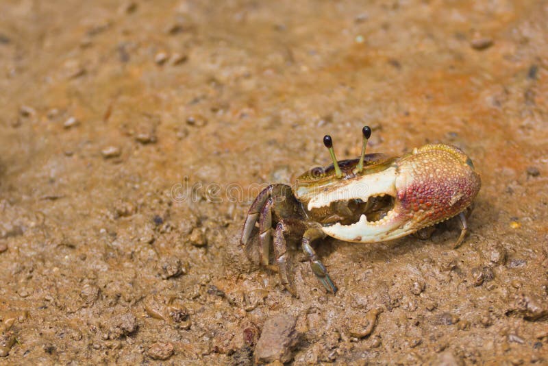 Fiddler crab