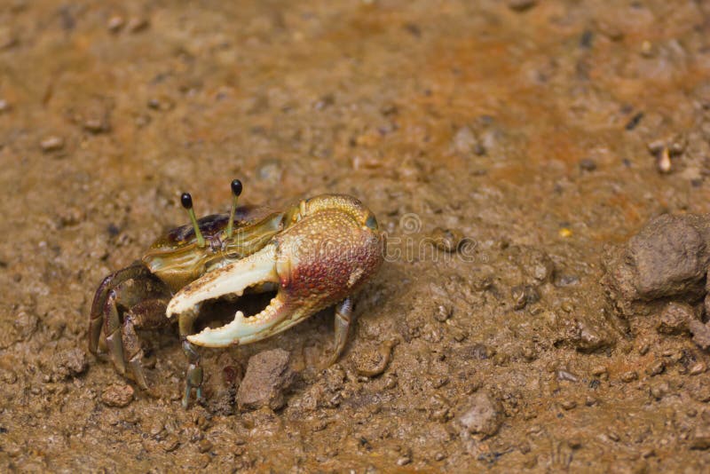 Fiddler crab