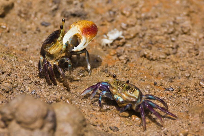 Fiddler crab