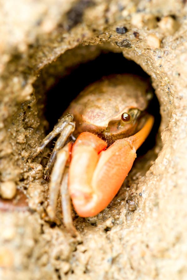 Fiddler Crab on the Beach stock image. Image of alert 61380047