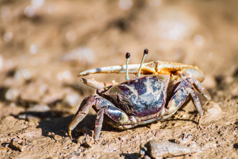 Fiddler crab