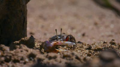 Fiddler Crab Emerges from Its Burrow Stock Video - Video of calling,  closeup: 241319713