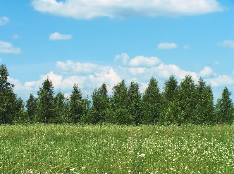 Field royalty free stock images