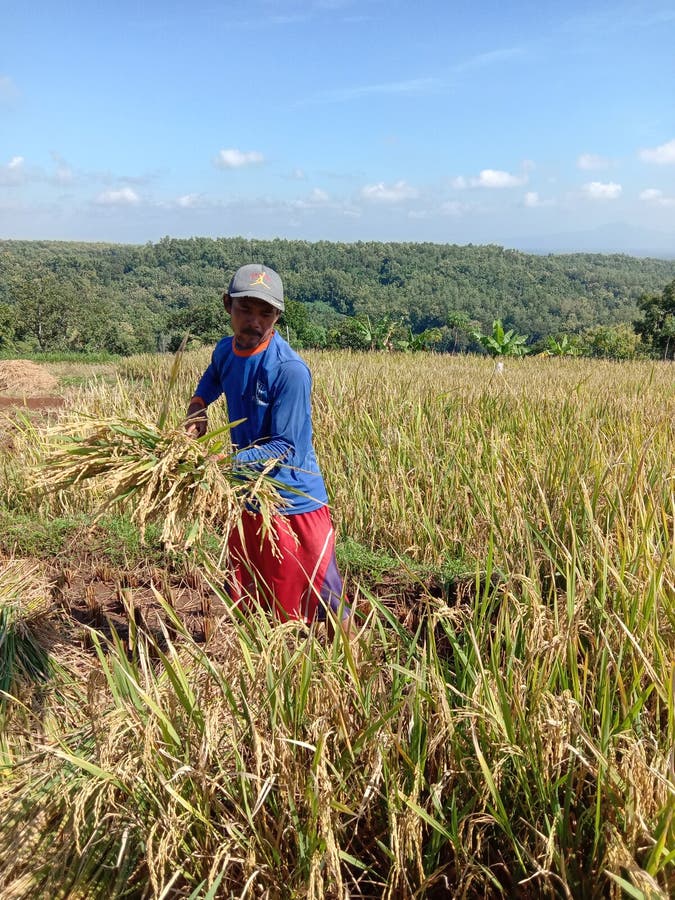 Field Agriculture Indonesia Editorial Photography Image of flower